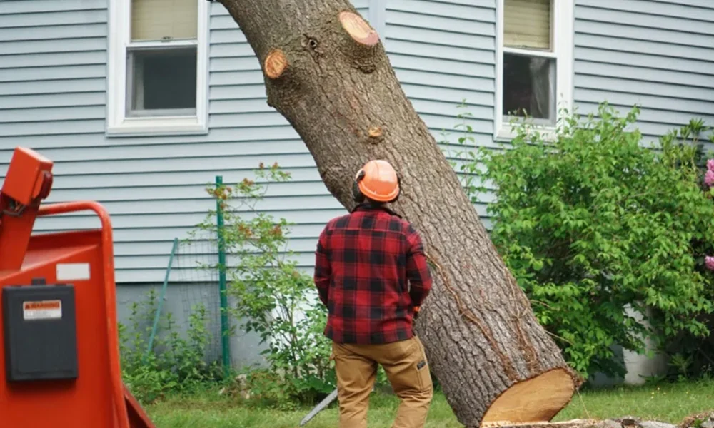 Tree Removal