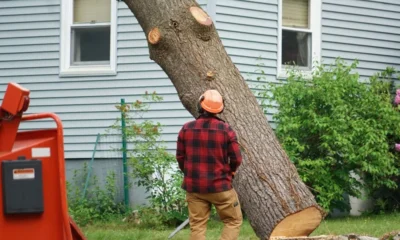 Tree Removal