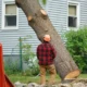 Tree Removal
