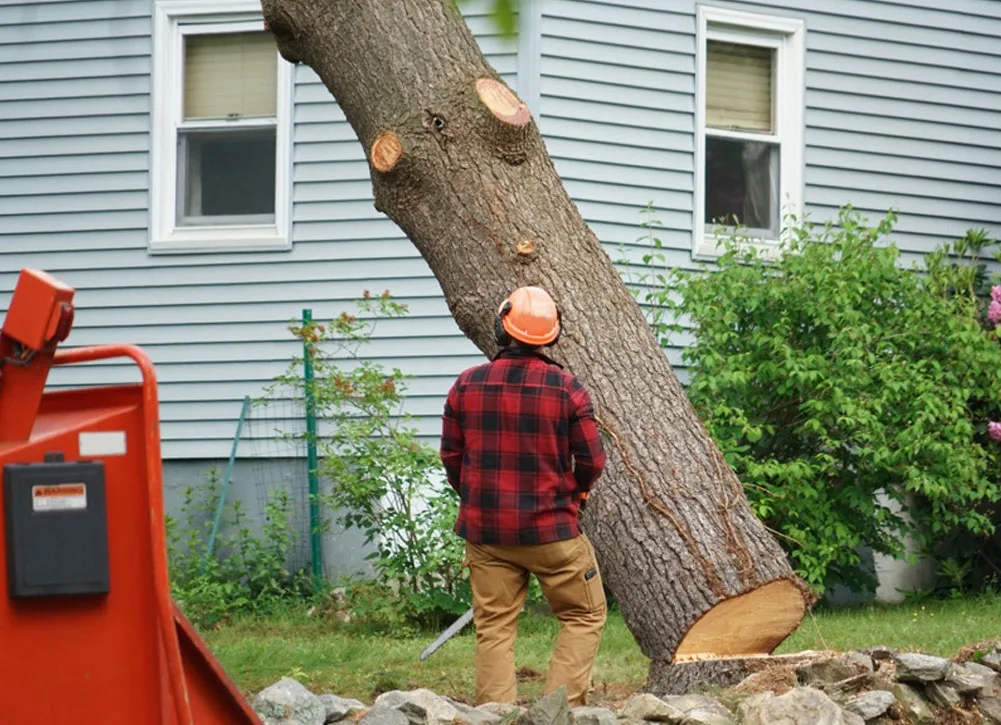 Tree Removal