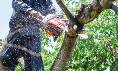 Skilled Arborist