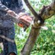 Skilled Arborist