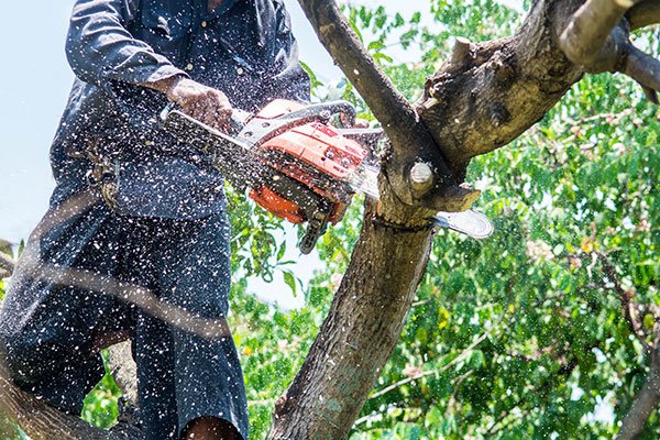 Skilled Arborist