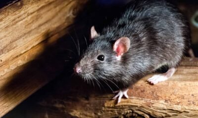 Why Rodent Problems in Palm Beach Don't Stand a Chance
