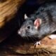 Why Rodent Problems in Palm Beach Don't Stand a Chance