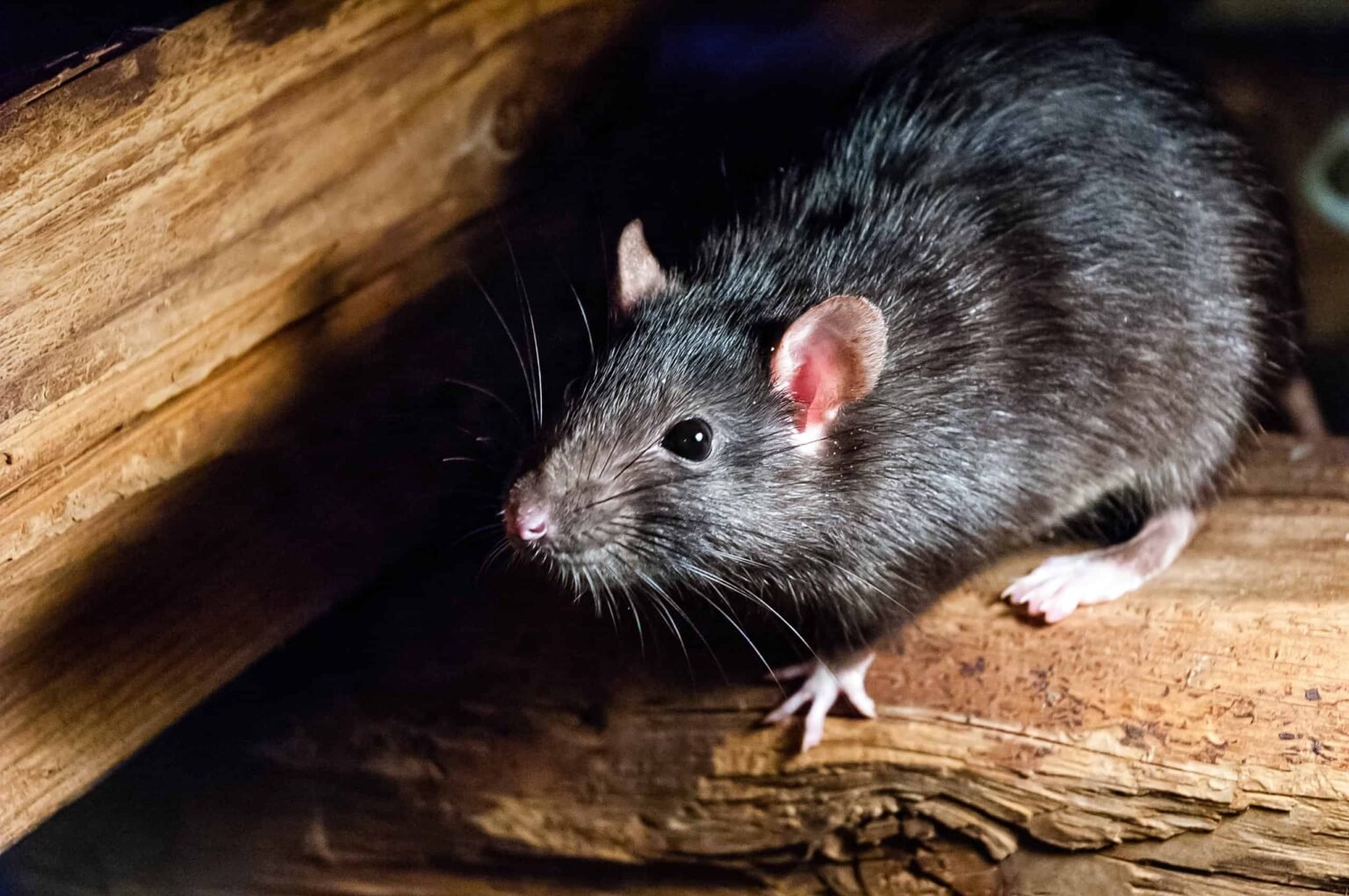 Why Rodent Problems in Palm Beach Don't Stand a Chance