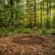Leftover Tree Stumps