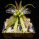 Gift Basket