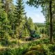 Land Clearing